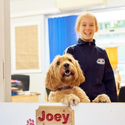Meet Joey- Our School Dog